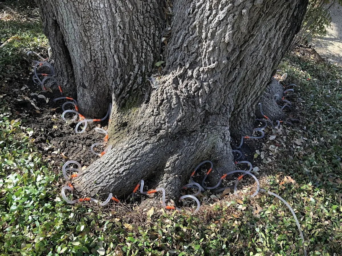 Detailed Tree Cabling and Bracing job site in Dellroy