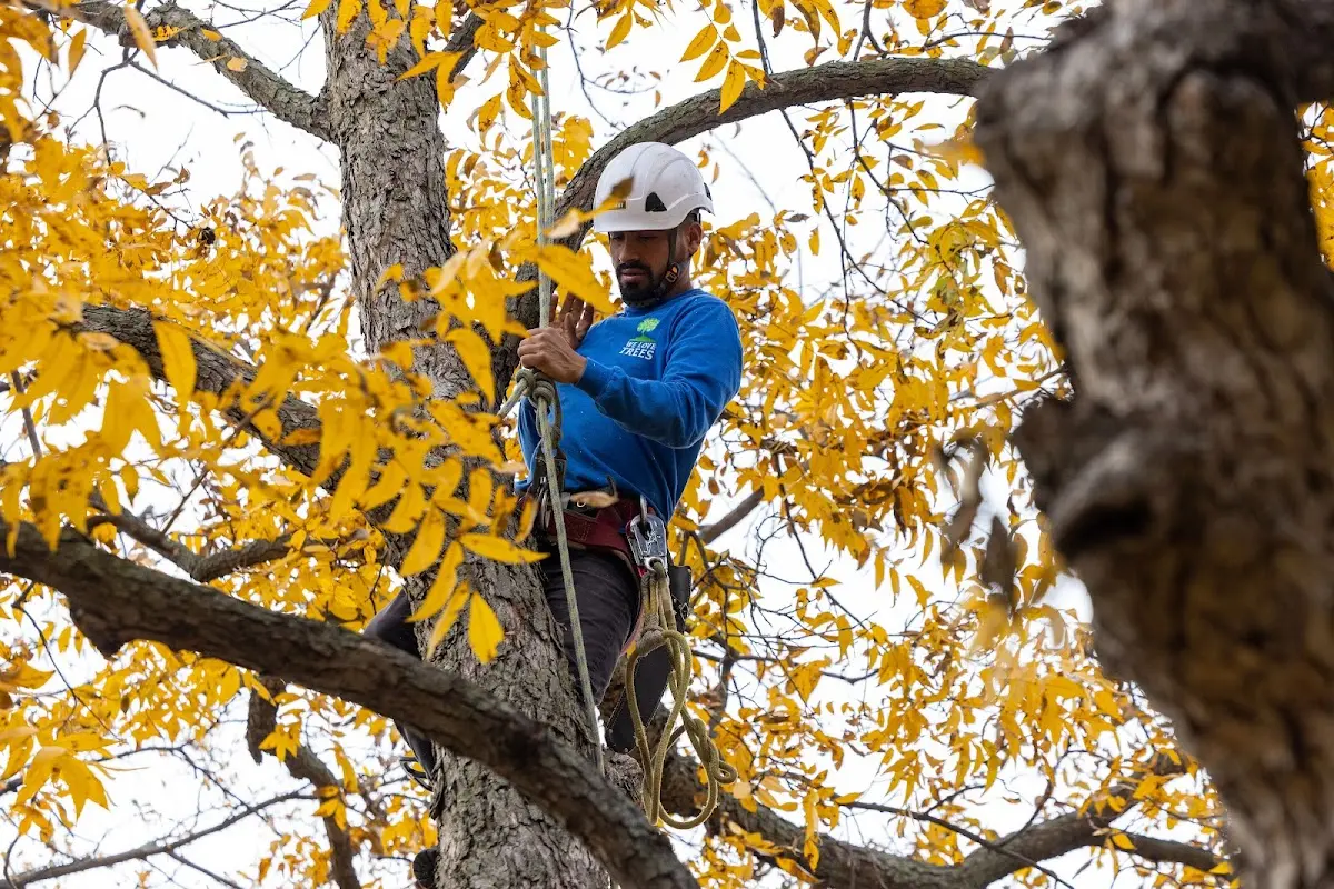 Skilled Storm Damage Cleanup crew working in Dellroy